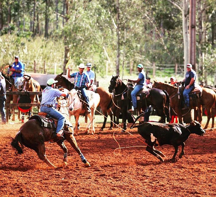 Competidores montados e novilho durante uma prova de Team Roping em arena